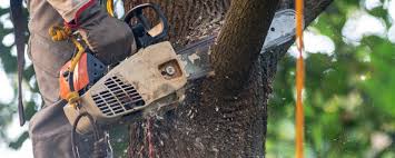 Best Tree Removal Service  in Fairmount, GA