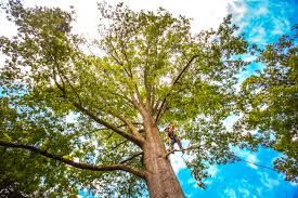 Fairmount, GA Tree Services Company