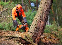 Best Tree Removal Service  in Fairmount, GA